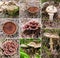 Growing forest mushrooms close-up