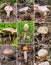 Growing forest mushrooms close-up