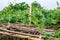 Growing a fresh creeper of calabash or bottle gourd vegetable on a bamboo loft inside of an â€‹agricultural farm