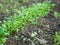 Growing fresh herbs, leafy greens for healthy diet in garden bed in spring. Young fresh organic spinach plants