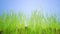 Growing fresh lawn grass panoramic side view time lapse