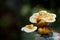 Growing Ganoderma Lucidum or reishi , lingzhi mushroom on natural background