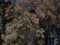 Growing giant trees under the blue sky