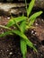 growing ginger for daily needs