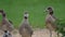 Growing goslings watched over by their Mother