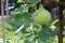 Growing gourds, green fruits, herbs, organic vegetables in the garden for cooking Fresh Bottle gourd, Calabash gourd hanging