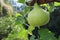 Growing gourds, green fruits, herbs, organic vegetables in the garden for cooking Fresh Bottle gourd, Calabash gourd hanging