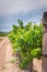 Growing grape on a vineyard in South Africa