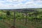 Growing grape wine. Landscape view with vineyards. Grapevine.