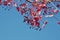 Growing grapes with red leaves against a blue sky