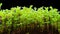 Growing grass time-lapse isolated on black background
