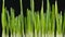 Growing green barley grass