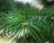 Growing green branch of cedar close up, blurred focus