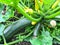 Growing green bush zucchini with fruits and leaves on ground