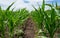 Growing green corn closeup, planted in neat rows, against a blue sky with clouds. Agriculture