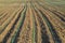 Growing green corn field (Zea mais) background