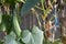 Growing green cucumber plant and ripe vegetables. Ecological fresh food backdrop from sustainable greenhouse