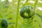 Growing green fern, young leaf is twisted, selective focus, nature background