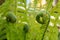 Growing green fern, young leaf is twisted, selective focus, nature background