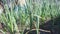 Growing green garlic out of the ground with space to copy text. Agricultural industry. Static camera