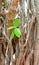 Growing Green Leaves, Branches and Aerial Roots of Sacred Fig - Ficus Religiosa - Pipal Tree