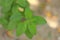 Growing green leaves of pure and fresh organic Ayurvedic medicinal plant tulshi  basil