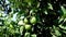 Growing green lime on a branch in a plantation with lush foliage