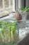 Growing green onions scallions from scraps, avocado seed and basil stem in water in water