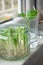 Growing green onions scallions from scraps, avocado seed and basil stem in water in water