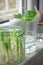 Growing green onions scallions from scraps, avocado from seed and rooting basil in water