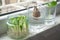 Growing green onions scallions from scraps, avocado from seed and rooting basil in water