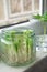 Growing green onions scallions from scraps, avocado from seed and rooting basil in water