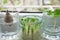 Growing green onions scallions from scraps, avocado from seed and rooting basil in water