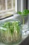 Growing green onions scallions from scraps and rooting basil in water