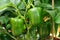 Growing green pepper