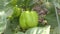 Growing green pepper. 3 Shots. Horizontal pan. Close-up.