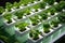 Growing green plants in greenhouses, hydroponics. Generative ai