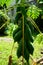 Growing green raw papaya fruits on homegrown tree on sunshine da