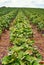 Growing of green strawberry plants on an organic strawberry field to pick yourself