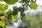 Growing green unripe bunch of grapes. Young green grapes hanging on the vine with green leaves in organic garden