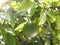 Growing green unripened fruit orange on the tree