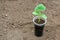 Growing in a greenhouse cucumber seedlings with visible roots in transparent pot over soil background