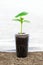 Growing in a greenhouse cucumber seedlings with visible roots in transparent pot over soil background