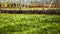 Growing greens in greenhouses