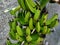 The  growing hands of banana fruit