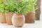 Growing herb in small terracotta pots