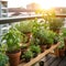 Growing herbs in pots on the balcony of the house on a sunny day. DIY