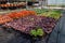 Growing heuchera in plastic flower pots in greenhouse