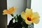 Growing hibiscus in a pot at home. Orange hibiscus flower by the window of a house