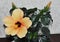 Growing hibiscus in a pot at home. Orange hibiscus flowers